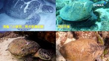Injured Sea Turtles Spend Hundreds of Days Recovering in the Wild