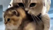 cat fun