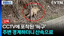[단독] CCTV에 포착된 '늑구'...주변 경계하더니 산속으로 / YTN