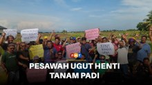 Pesawah ancam henti tanam padi musim ini jika tiada subsidi diesel