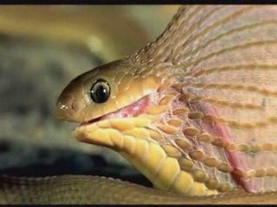 SnakeEatingEgg