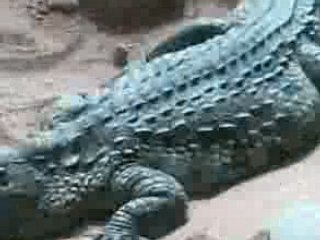 enfin une révélation sur Madame LACOSTE  plage privée