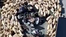 Mais de 1.500 ovelhas cercam grupo no centro de cidade espanhola. Veja