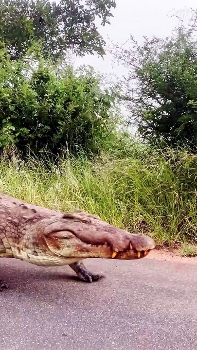 Crocodile Versus Python Deadly Role Reversal