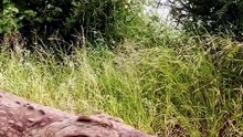 Crocodile Versus Python Deadly Role Reversal