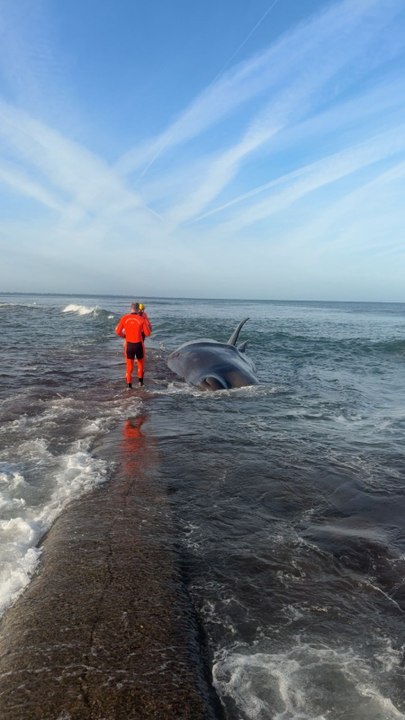 Un cachalot vivant s'échoue à Préfailles, en Loire-Atlantique