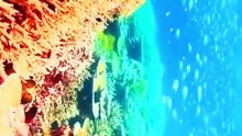 Ocean