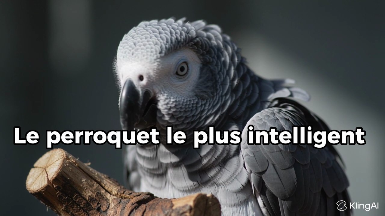 L’Incroyable Intelligence du Gris du Gabon