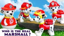 Can Paw Patrol Chase Rescue the Real Marshall from the Clone Pups?