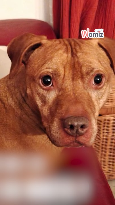Justice pour Nikita