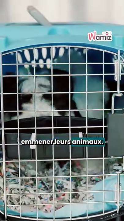Les départs se multiplient… et certains animaux restent derrière 💔🐶🐱