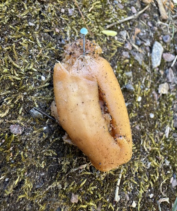 "Ca peut clairement tuer un chien" : des boulettes remplies d'aiguilles retrouvées à Louvigny