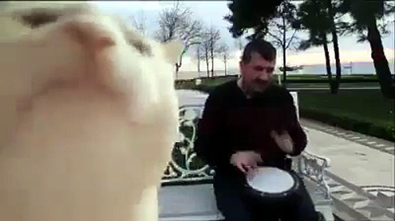 gatinho curtindo o som
