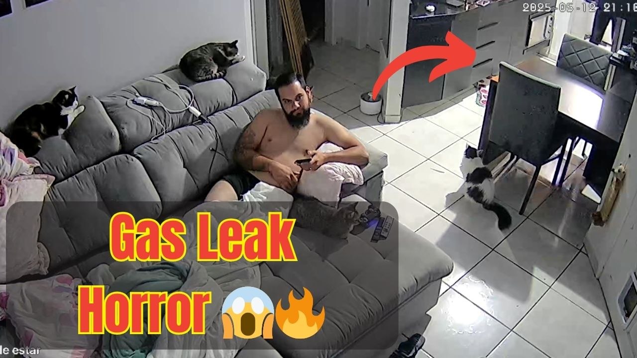Unexpected cooktop explosion shocks everyone and their feline friends