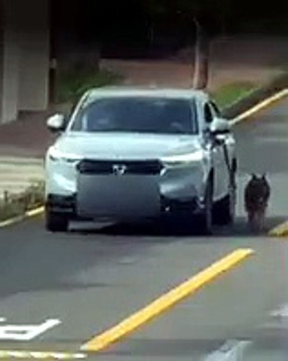 Motorista é denunciado por arrastar cachorro preso a carro
