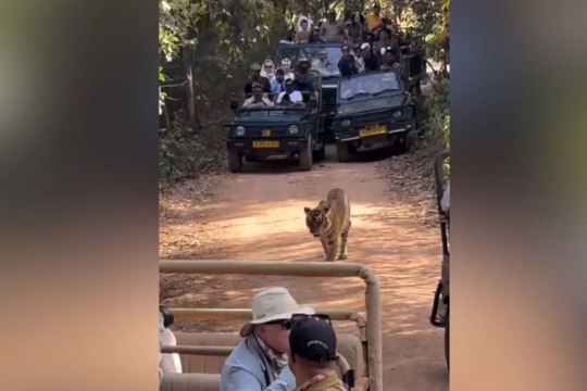 रणथम्भौर में टाइगर को घेरा, छह गाइड-चालकों पर प्रतिबंध