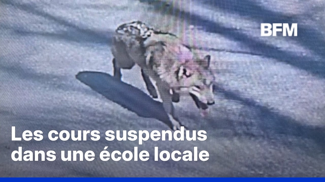 Un loup s’échappe d’un zoo en Corée du Sud et reste introuvable depuis plusieurs jours