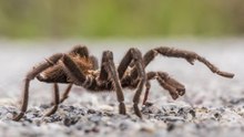 Scientists have discovered a brand‑new type of tarantula