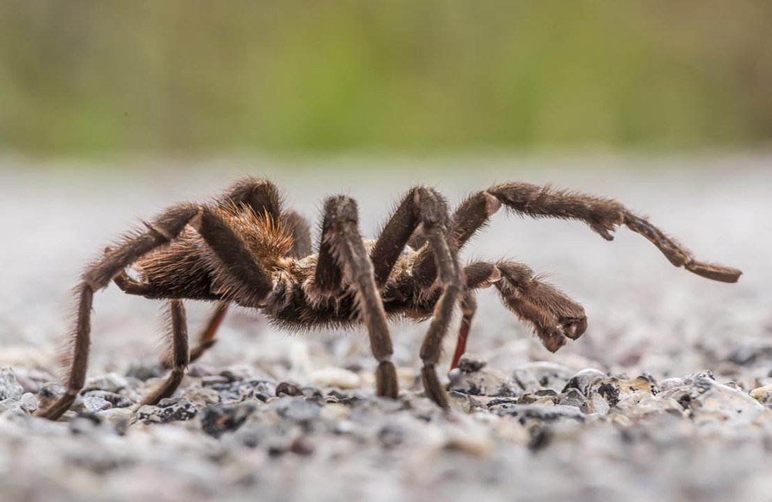 Scientists have discovered a brand‑new type of tarantula