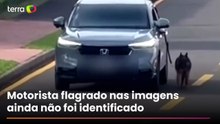 Motorista dirige com cachorro preso do lado de fora do carro e é investigado no PR