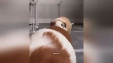 Funniest cat videos #8 #Cat #Animals