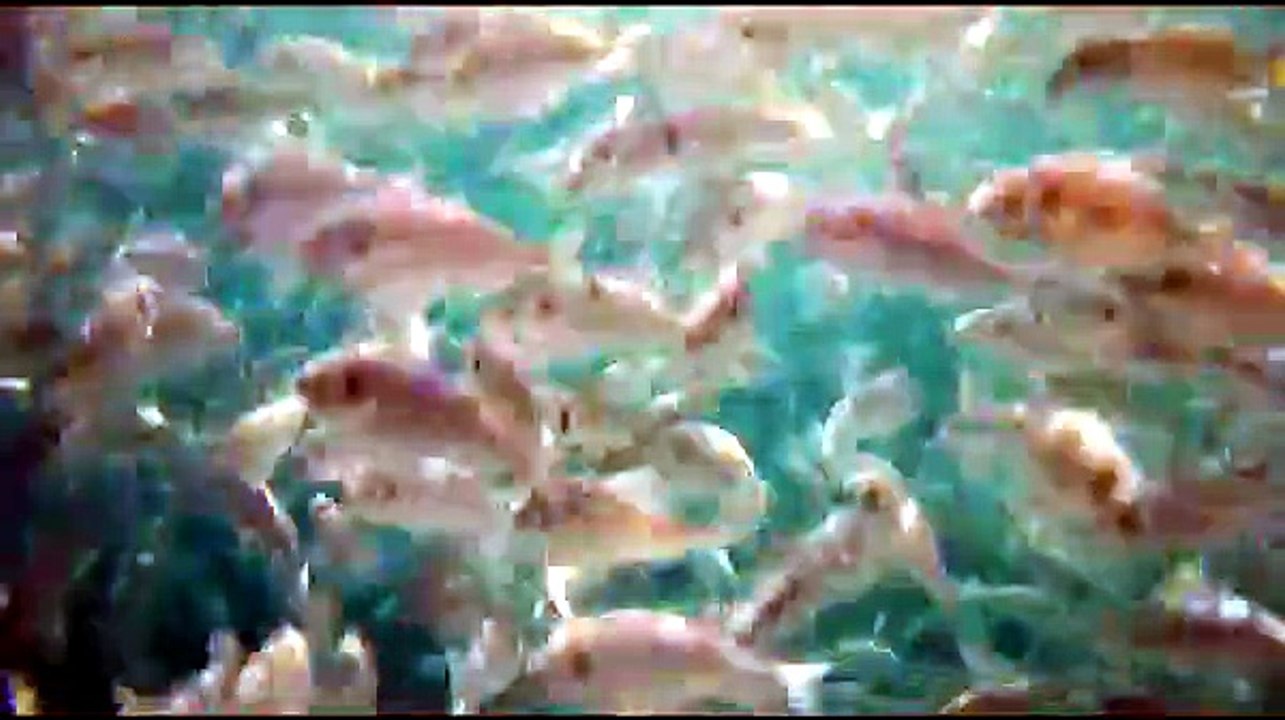 Pesca e acquacoltura a rischio. Il Flag: "La Regione eroghi i fondi europei"