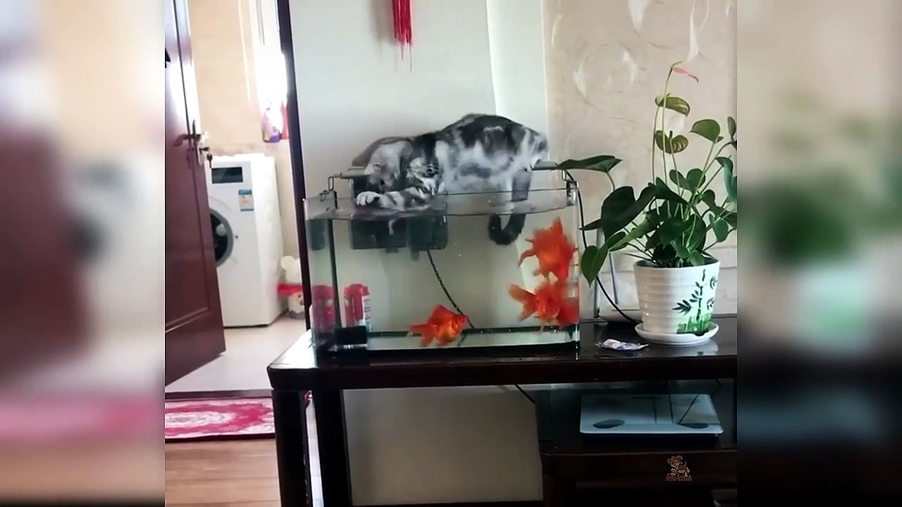 Cute cats dogs video