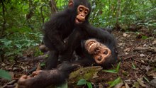 Estalla una guerra civil entre chimpancés: divisiones y violencia