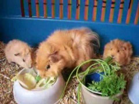 Repas des petits avec maman