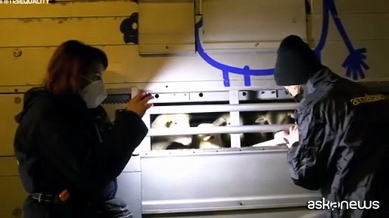 Il viaggio infernale degli agnelli in viaggio dall'est Europa all'Italia