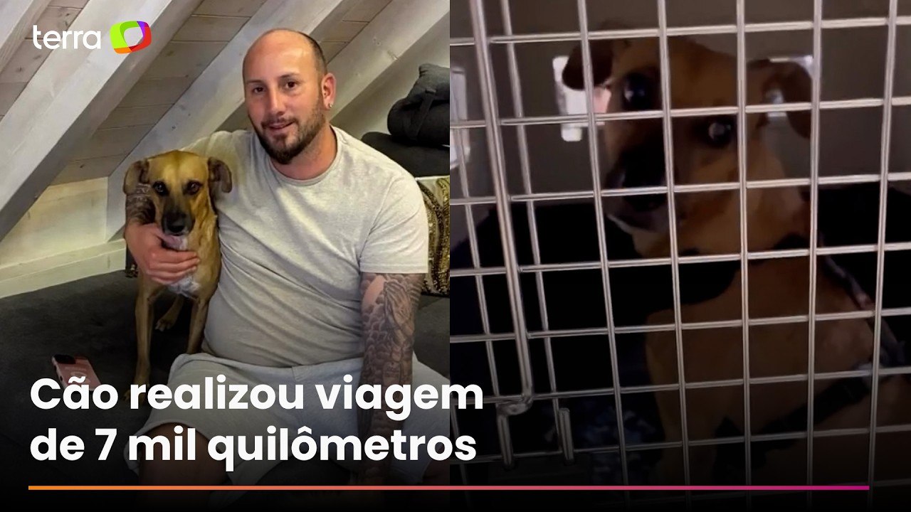 Vira-lata caramelo que vivia nas ruas de Fortal...