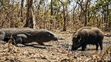 Komodo Dragon Ambush