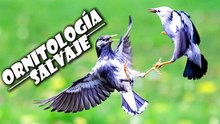 Ornitología salvaje, pajarillos sangrientos