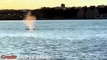 Sorpresa a New York: una balena spunta nel fiume Hudson