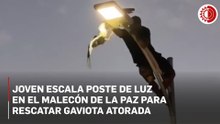 Con chanclas y short: joven se vuelve viral tras escalar poste de varios metros para salvar una gaviota en BCS