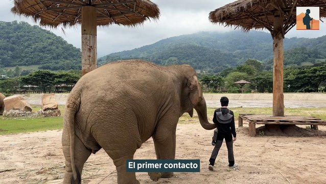 ¿Quiere ver elefantes? esto es lo que debe saber antes de hacer planes