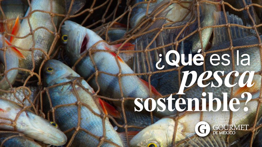 ¿Qué es la pesca sostenible?