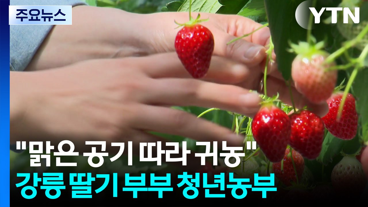 [청년농부] "맑은 공기 따라 귀농"...강릉 딸기 부부 청년농부 / YTN