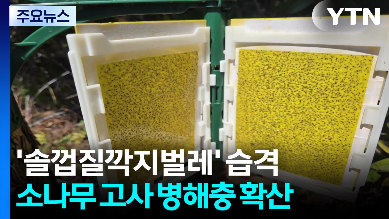 재선충 이어 '솔껍질깍지벌레' 습격...소나무 고사 확산 / YTN