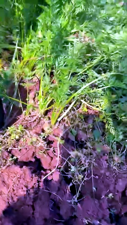 How are orange carrots harvested?