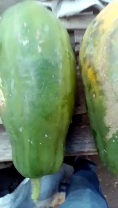 ​O melhor da feira em Pernambuco! Fresh Papaya at the Brazilian Market! 🥭🔥