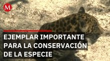 Presentan a Julieta, la jaguar de cinco meses que llegó al Zoológico del Altiplano
