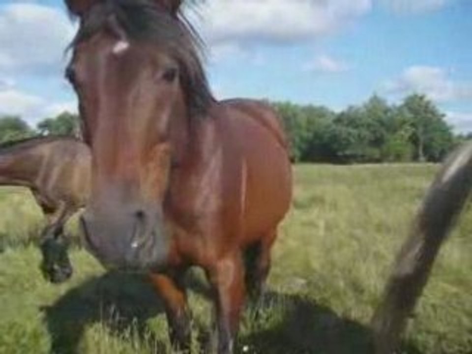 Chevaux