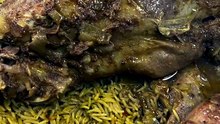 mutton recipe Dubai #dxb #dubai #uae #sjorts #shorts