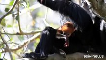Allo Zoo di Sydney è nato un esemplare di scimmia rarissima
