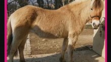 Les chevaux des ecuries