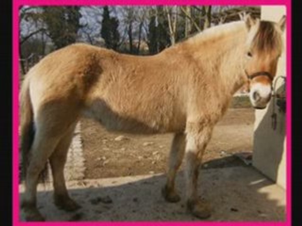 Les chevaux des ecuries