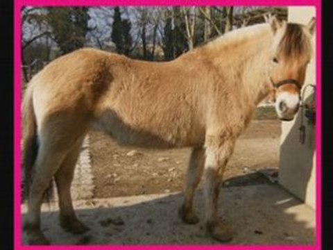 Les chevaux des ecuries