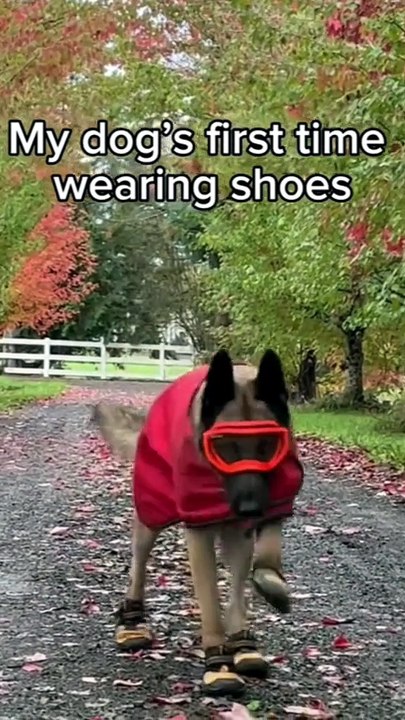 Dogs wearing shoe for the first time