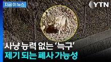 흙 파고 동물원에서 탈출한 '늑구'...사냥 능력 없어 폐사 가능성 [지금이뉴스] / YTN